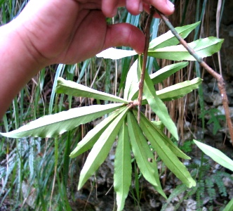 Brunfelsia portoricensis