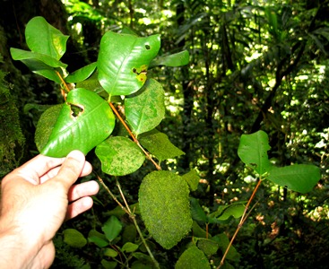 Calyptranthes estremerae