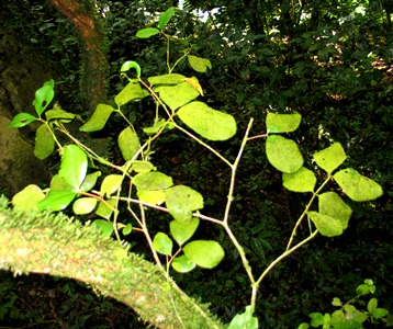 Calyptranthes estremerae