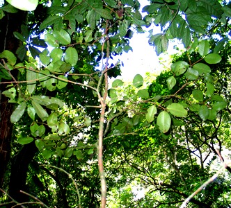 Calyptranthes estremerae