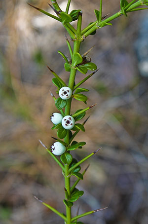 Catesbaea parviflora