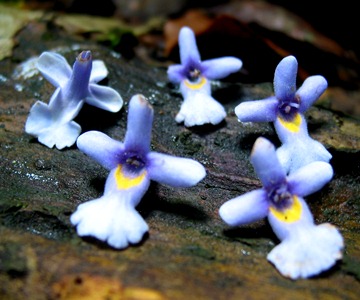 Cornutia obovata