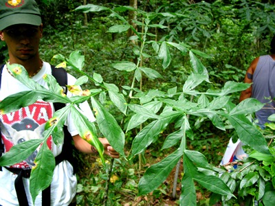 Dracontium asperum