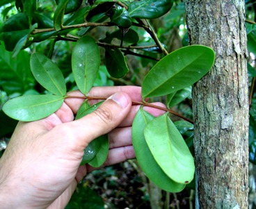 Eugenia fajardensis