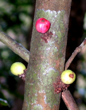 Eugenia haematocarpa