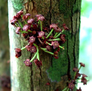 Eugenia haematocarpa