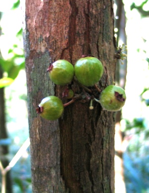 Eugenia haematocarpa