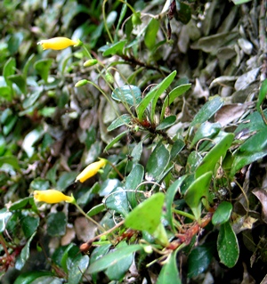 Gesneria citrina