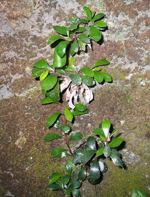 Gesneria citrina