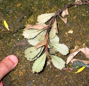 Gesneria citrina