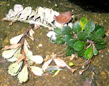 Gesneria citrina