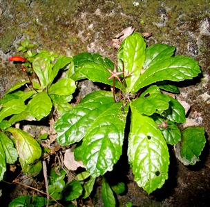 Gesneria cuneifolia