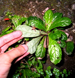 Gesneria cuneifolia