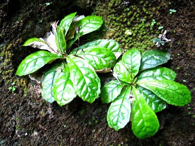 Gesneria cuneifolia