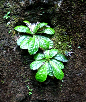 Gesneria cuneifolia