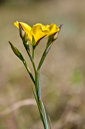 Linum carteri