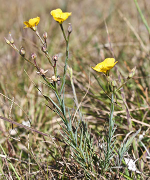 Linum carteri