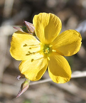 Linum carteri