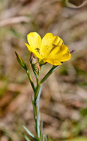 Linum carteri