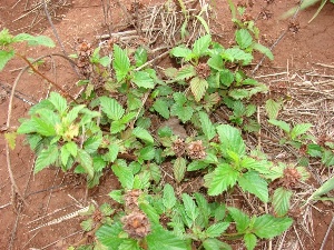 Malvastrum coromandelianum