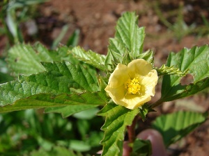 Malvastrum coromandelianum