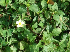 Malvastrum coromandelianum