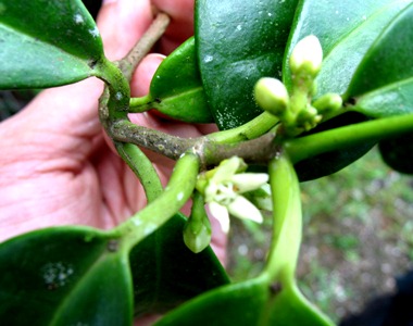 Marsdenia elliptica