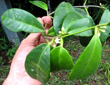 Marsdenia elliptica