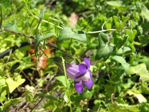 Maurandya antirrhiniflora