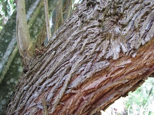 Melaleuca bracteata