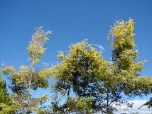 Melaleuca bracteata