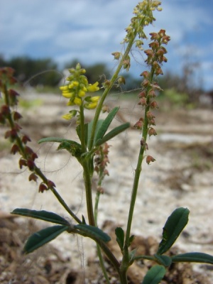 Melilotus indicus