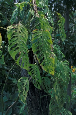 Monstera friedrichsthalii