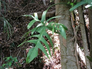 Monstera obliqua