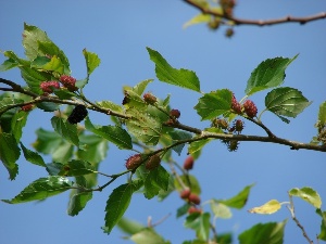 Morus alba