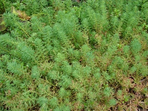 Myriophyllum aquaticum