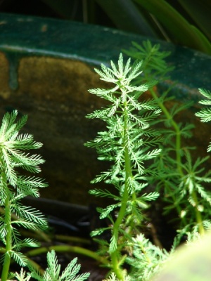 Myriophyllum aquaticum