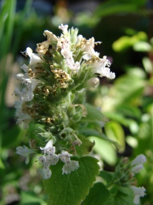 Nepeta cataria