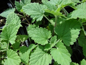 Nepeta cataria