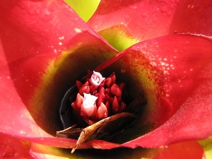 Neoregelia carolinae