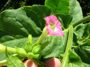 Nicotiana tabacum