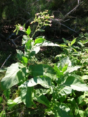 Nicotiana tabacum