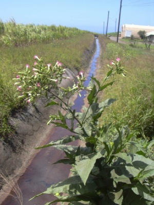 Nicotiana tabacum