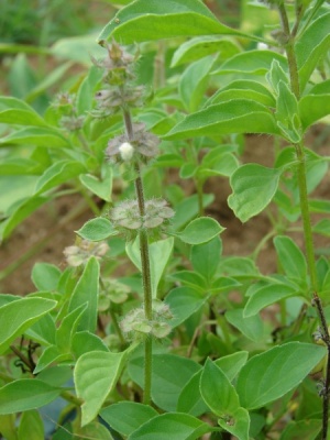 Ocimum basilicum