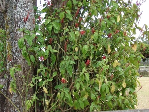 Odontonema cuspidatum