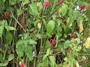 Odontonema cuspidatum