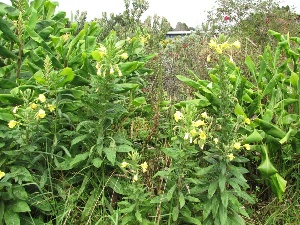 Oenothera biennis