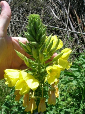 Oenothera biennis