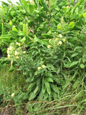 Oenothera biennis