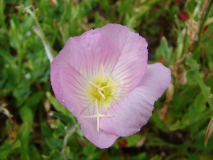 Oenothera speciosa